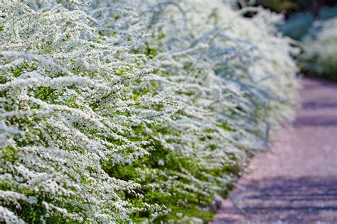 銅樹開花|お庭に植えたらエレガント。高級感のある銅葉ツリー10選